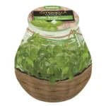 Κερί citronella σε γυάλινο ποτήρι - ''Βασιλικός''